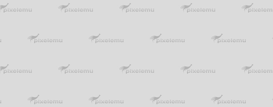 Phasellus vulputate ac dui aliquet dapibus.